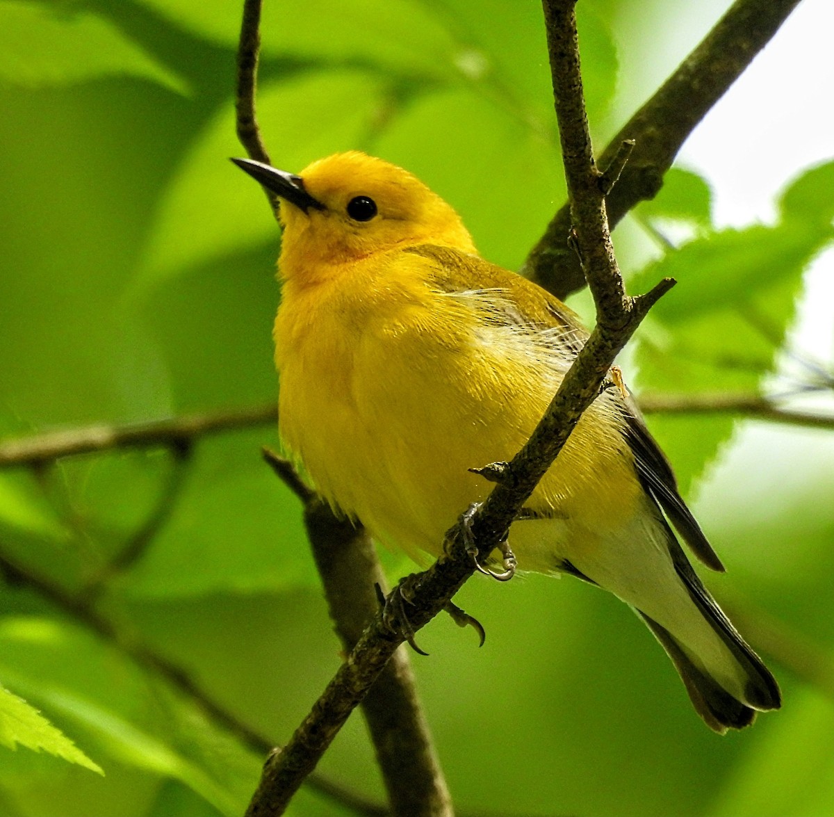 Prothonotary Warbler - ML618172653