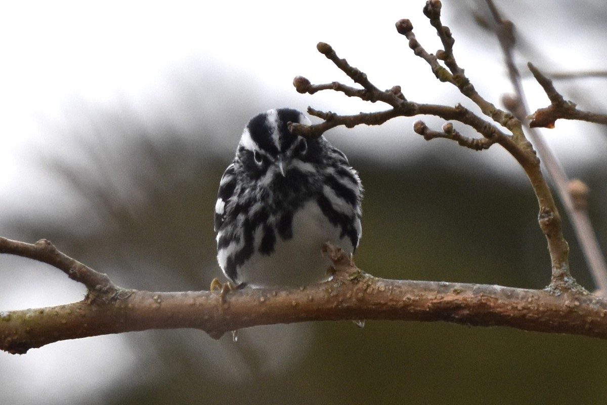 Black-and-white Warbler - Maria Bloom