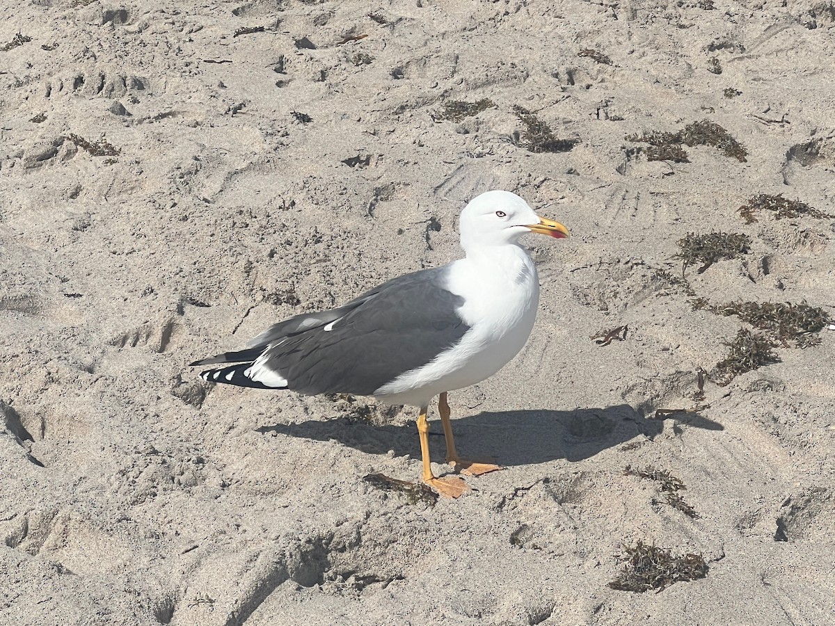 Lesser Black-backed Gull (graellsii) - ML618172720