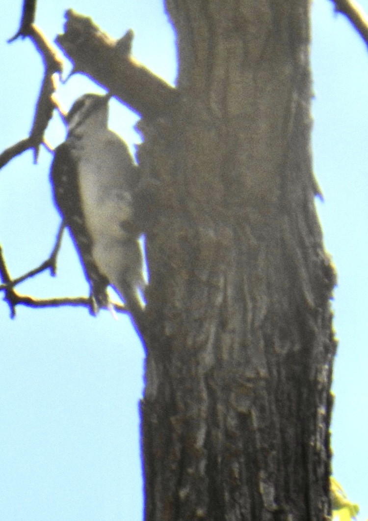 Hairy Woodpecker (Rocky Mts.) - Brian Ison