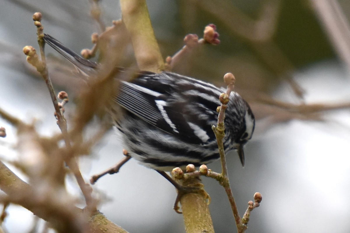 Black-and-white Warbler - ML618172828