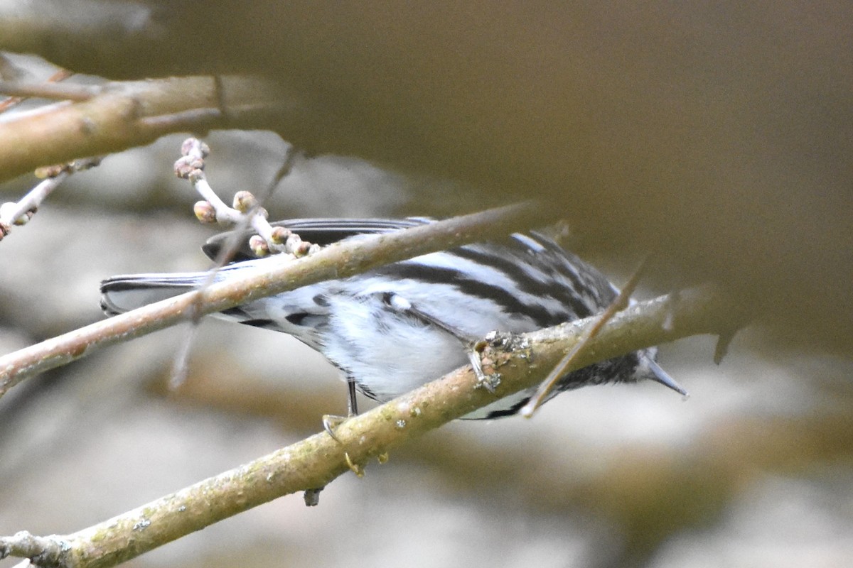 Black-and-white Warbler - ML618172842