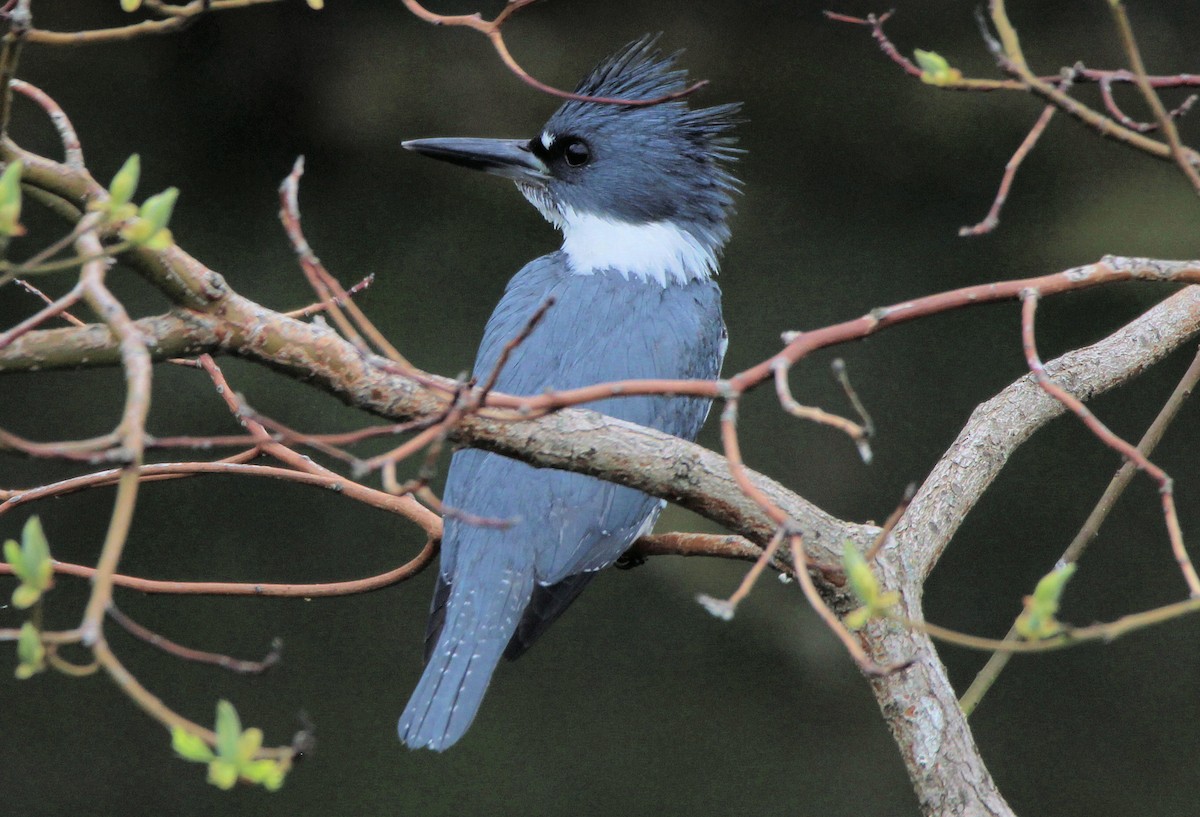 Belted Kingfisher - ML618172862