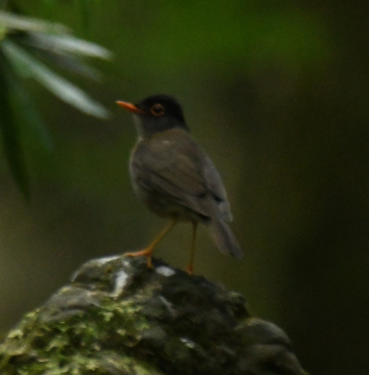 Black-headed Nightingale-Thrush - Leonardo Guzmán (Kingfisher Birdwatching Nuevo León)