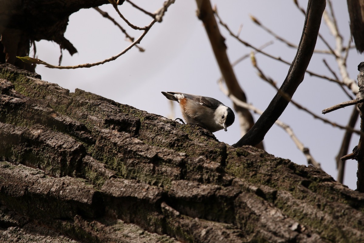 White-breasted Nuthatch - Sperry Megerian