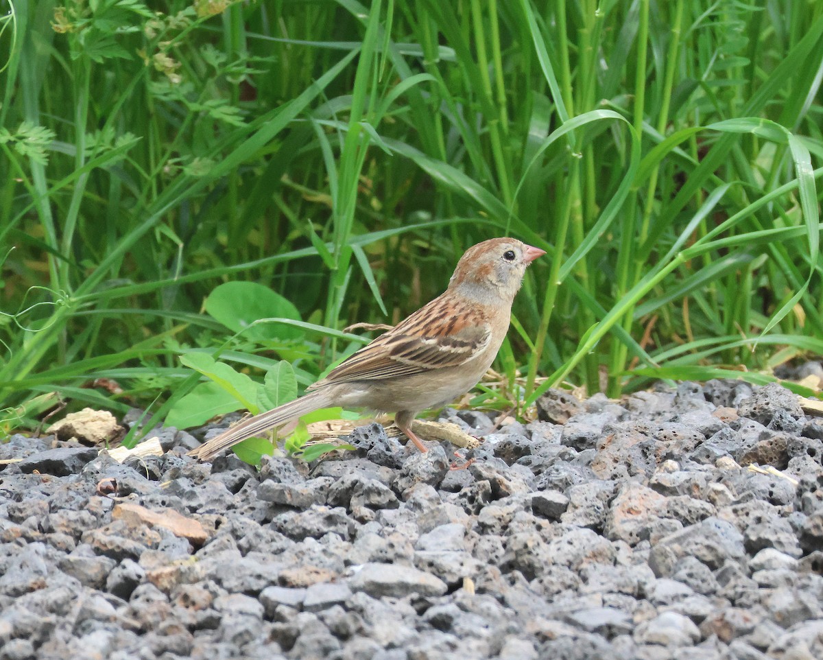 Field Sparrow - Rick Kittinger