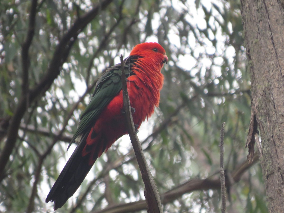 Australian King-Parrot - Kurt Gaskill