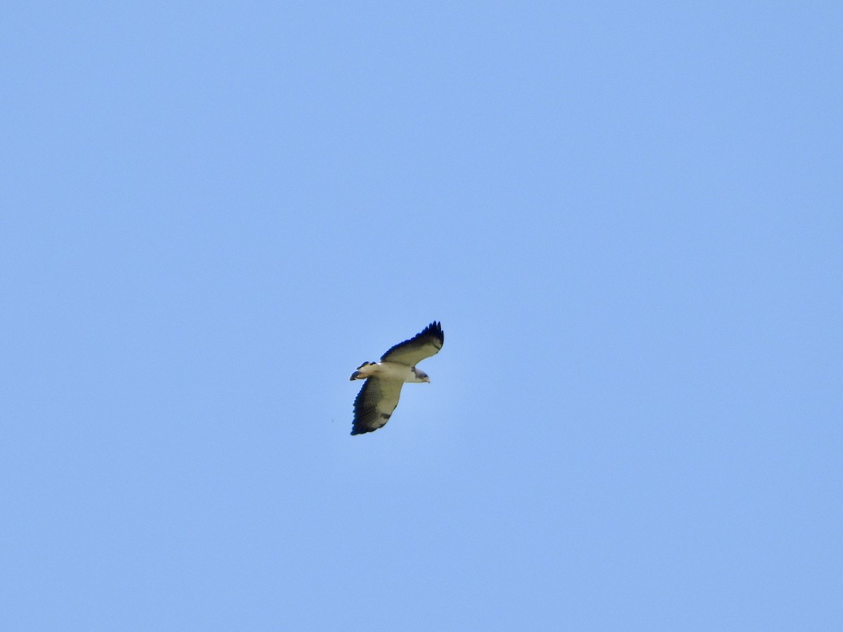 White-tailed Hawk - ML618172996