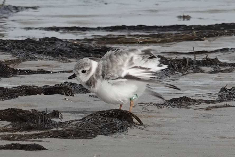 Piping Plover - ML618173023