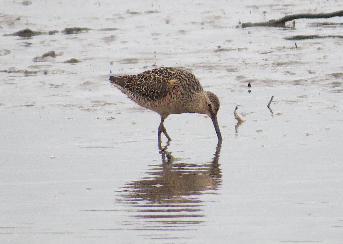Long-billed Dowitcher - ML618173027