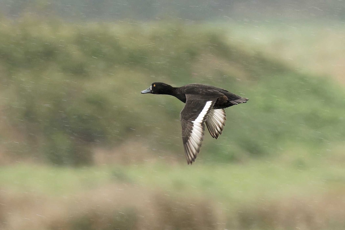 Tufted Duck - ML618173031