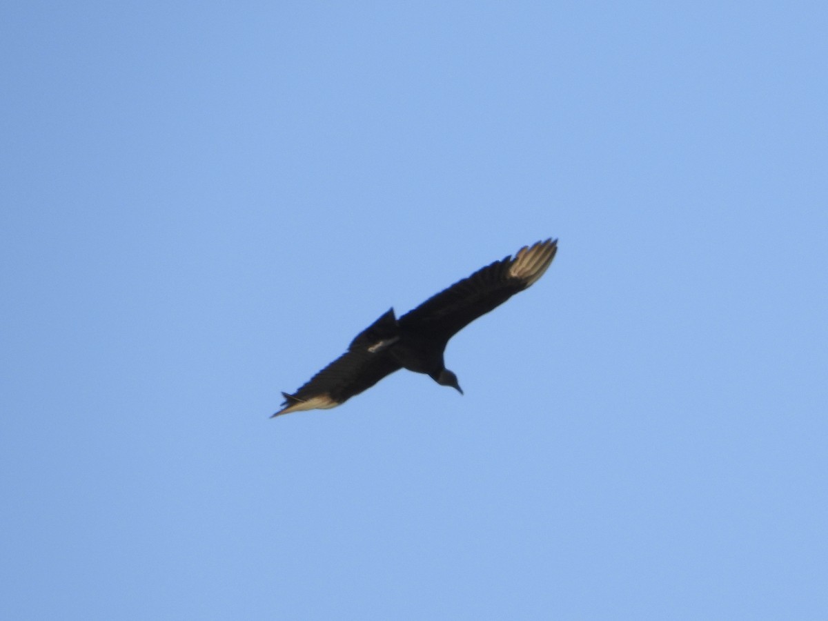 Black Vulture - ML618173053