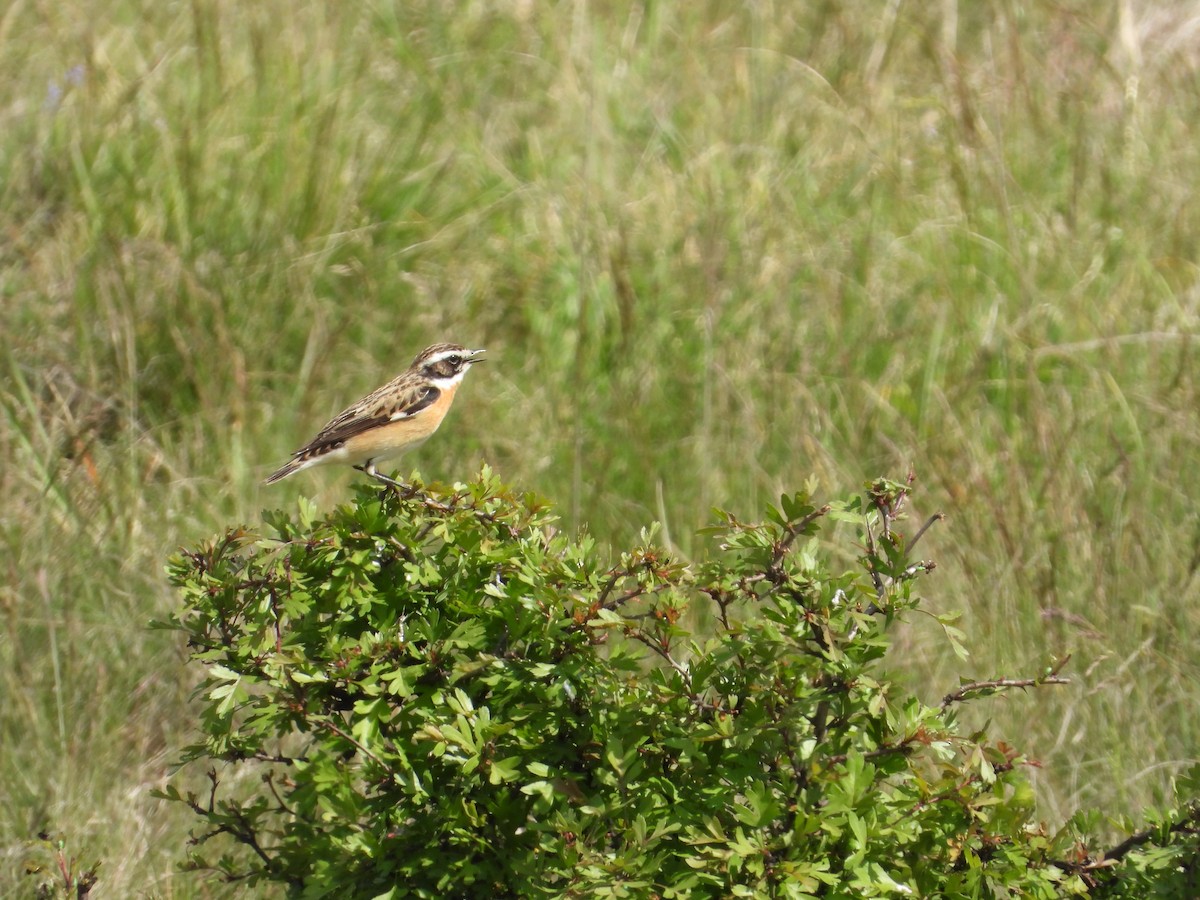 Whinchat - ML618173078