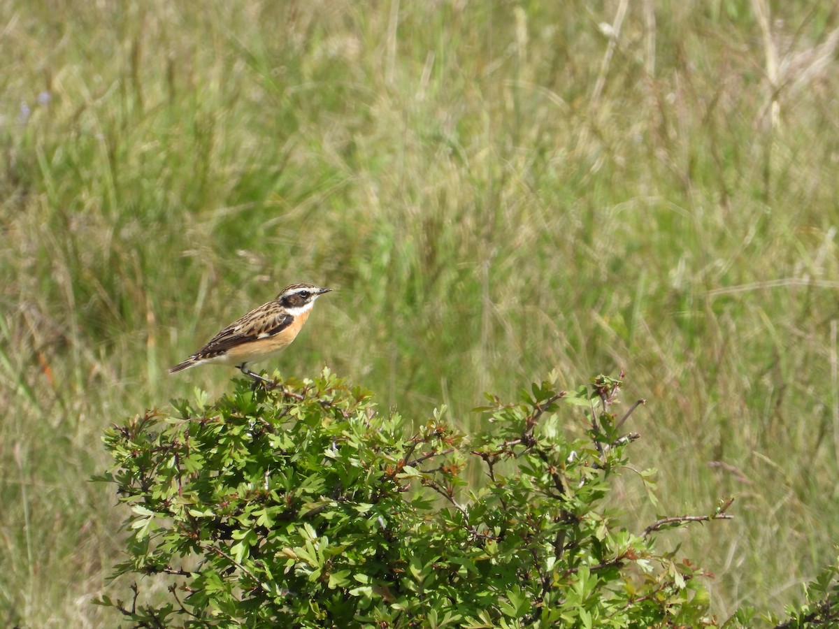 Whinchat - ML618173079