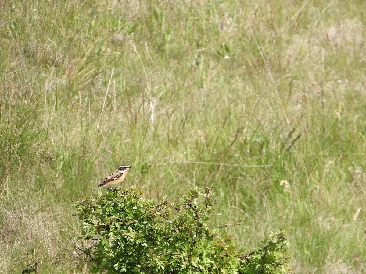 Whinchat - ML618173080