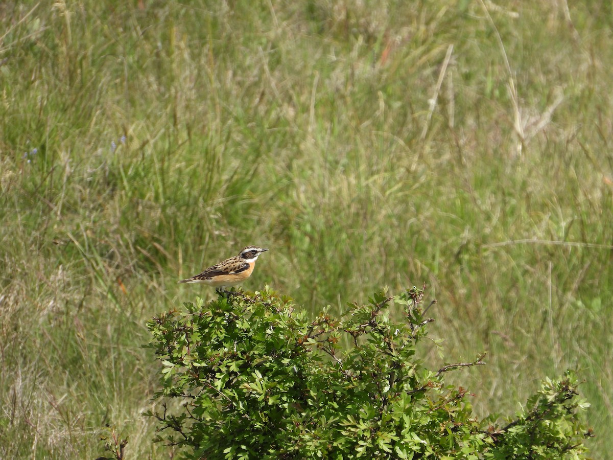 Whinchat - ML618173081