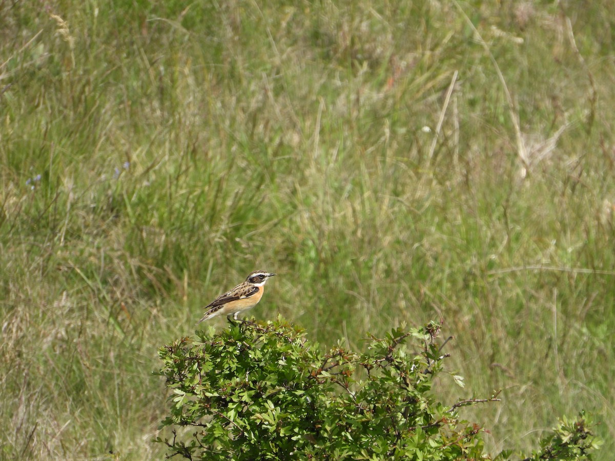 Whinchat - ML618173082