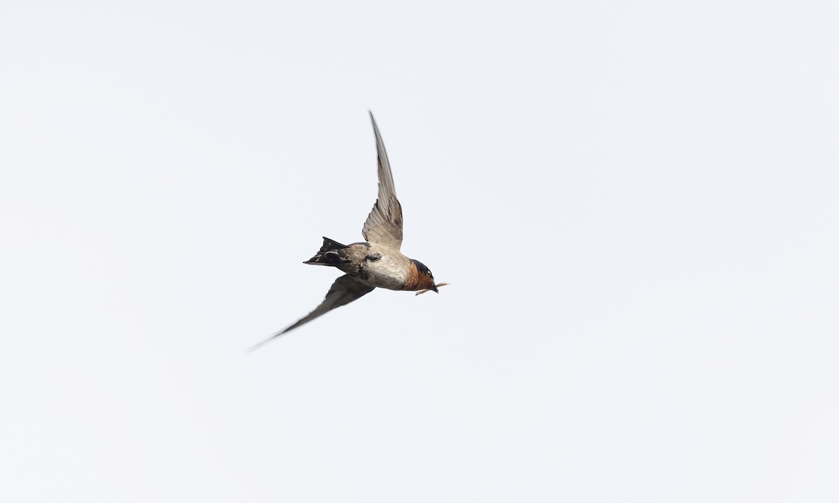 Pacific Swallow - ML618173084