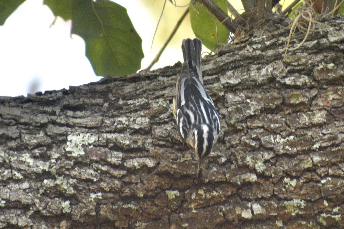 Black-and-white Warbler - ML618173085