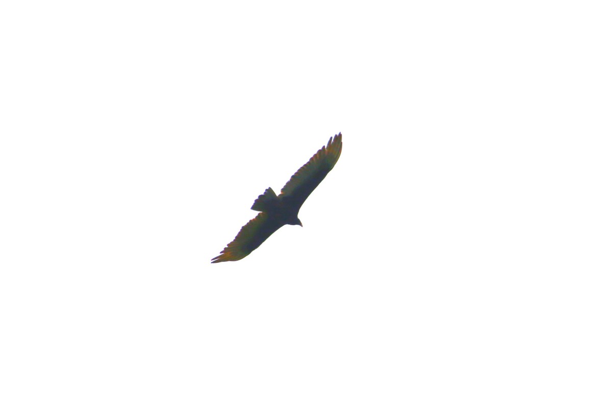 Turkey Vulture - ML618173123