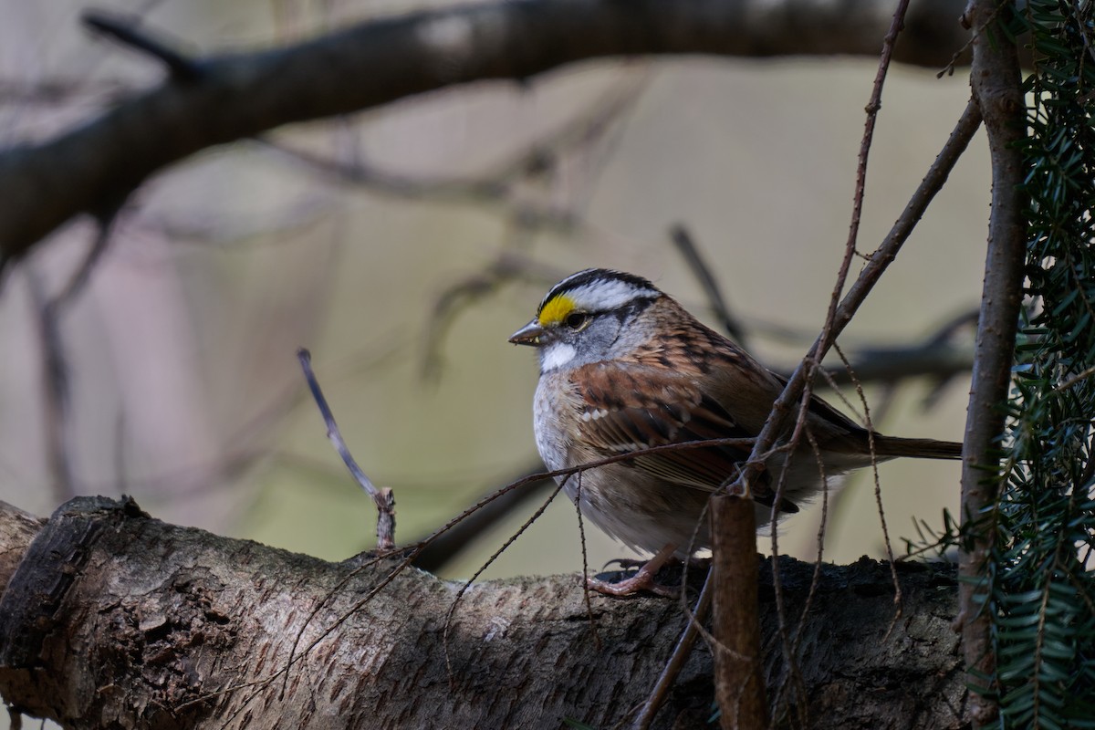 White-throated Sparrow - Erin Nadeau