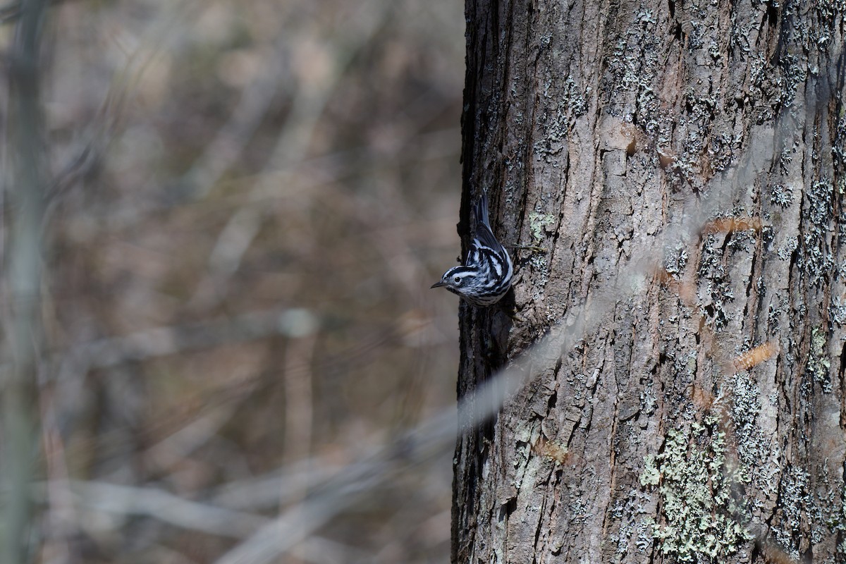 Black-and-white Warbler - ML618173156