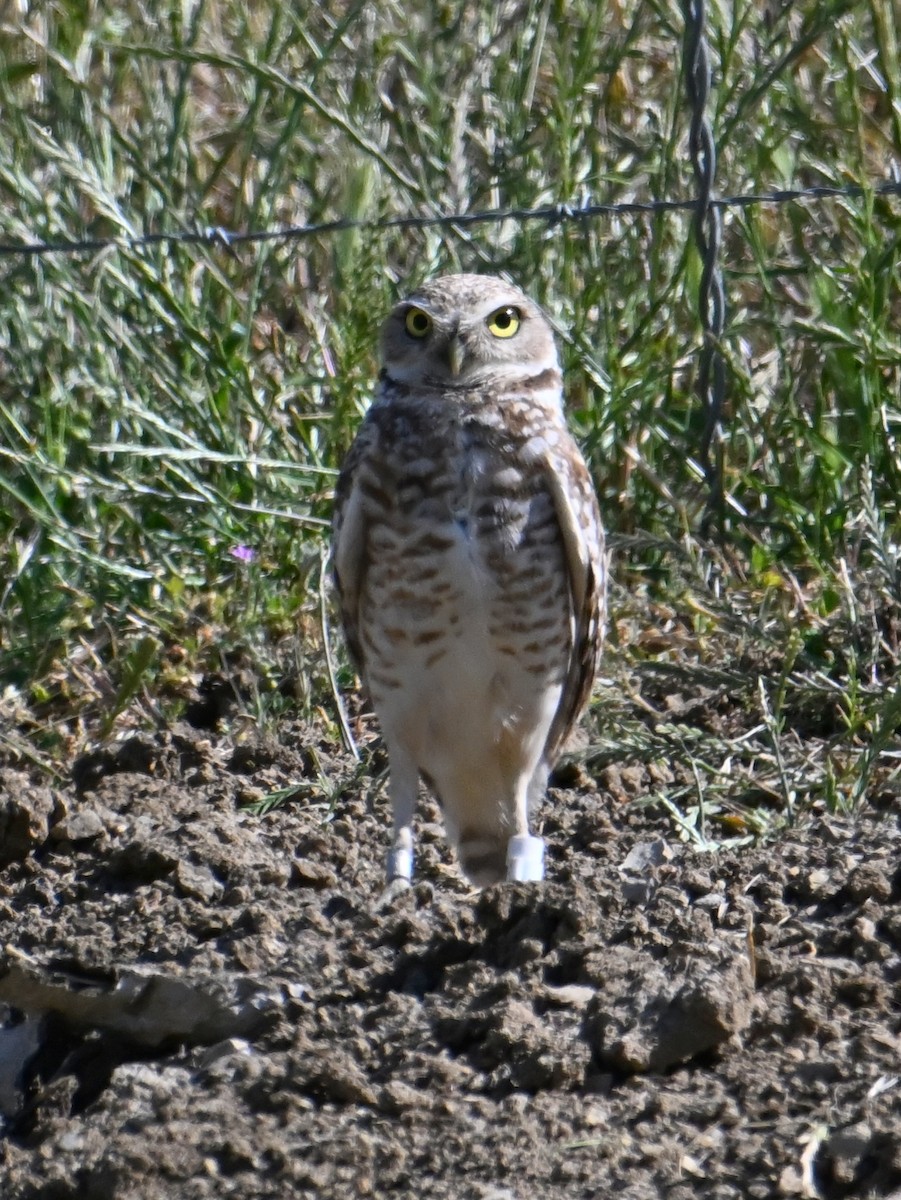 Burrowing Owl - jerald britten