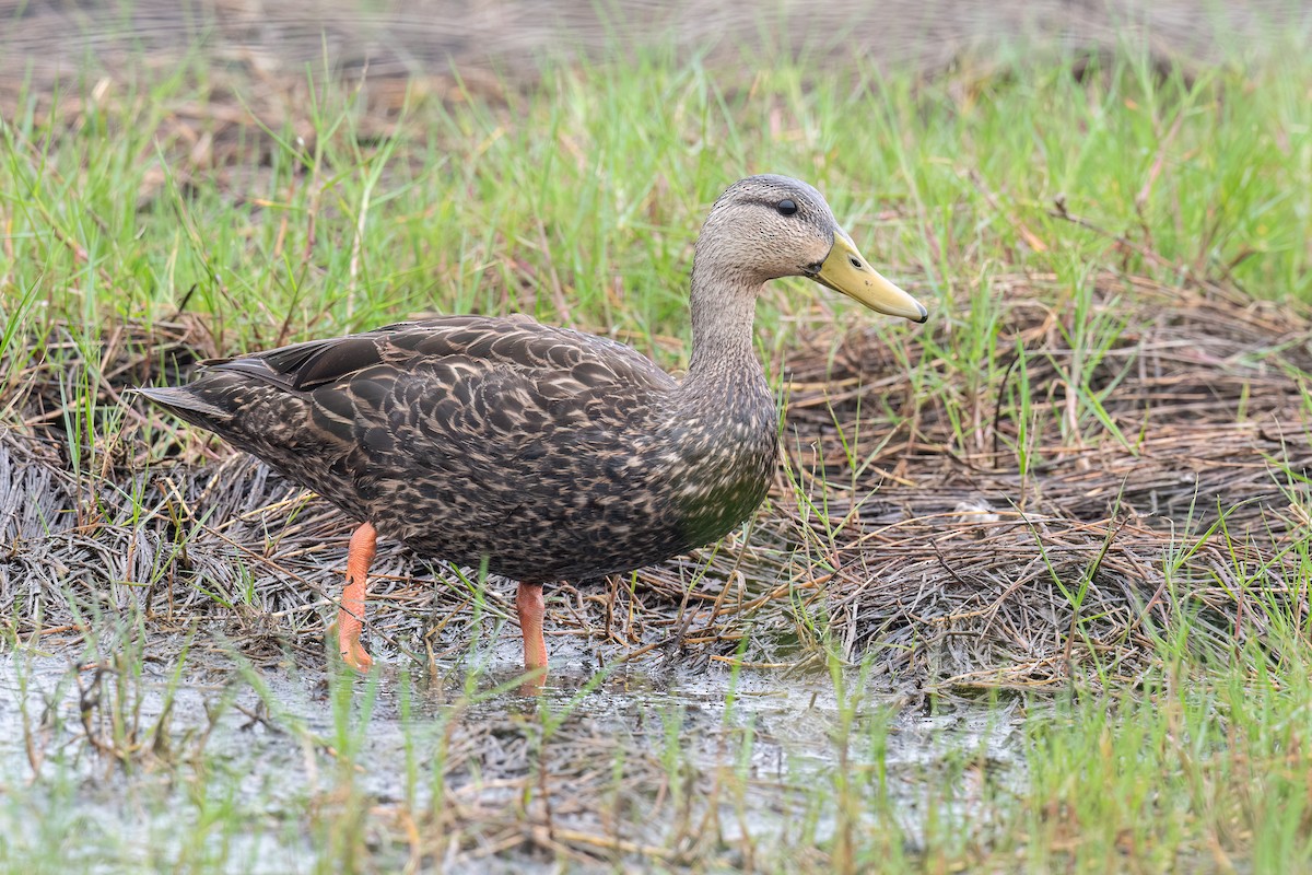 Mottled Duck (Gulf Coast) - ML618173171