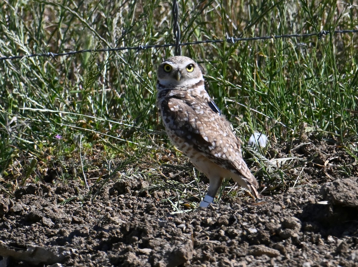 Burrowing Owl - jerald britten