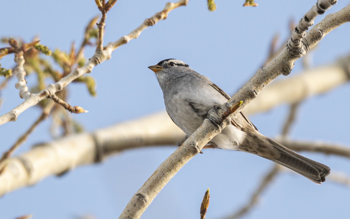 White-crowned Sparrow - David Campbell