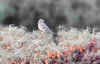 Patagonian Mockingbird - Darío de la Fuente - Chilean Nature