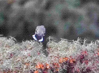 Patagonian Mockingbird - Darío de la Fuente - Chilean Nature
