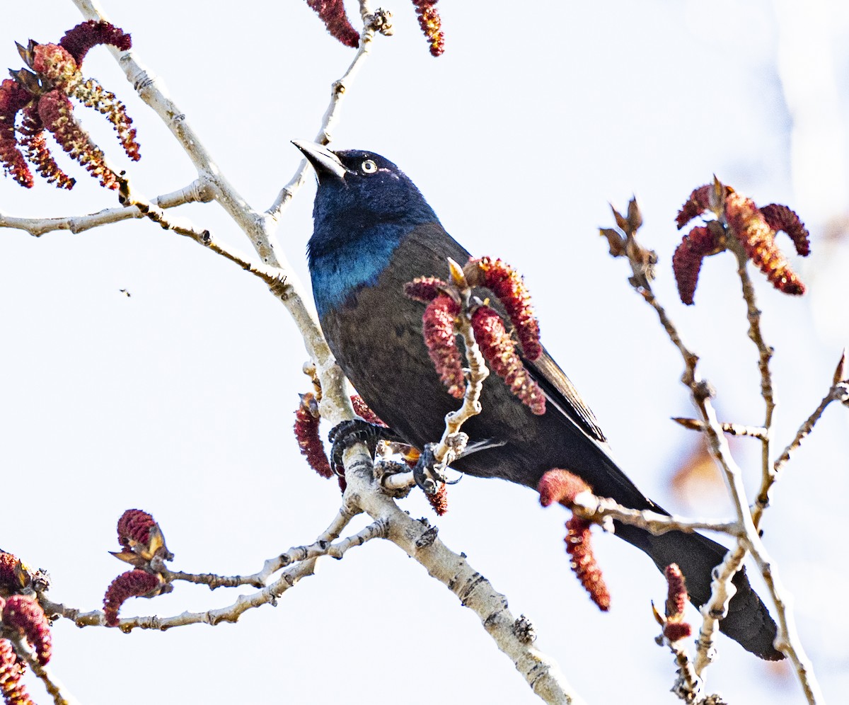 Common Grackle - David Campbell