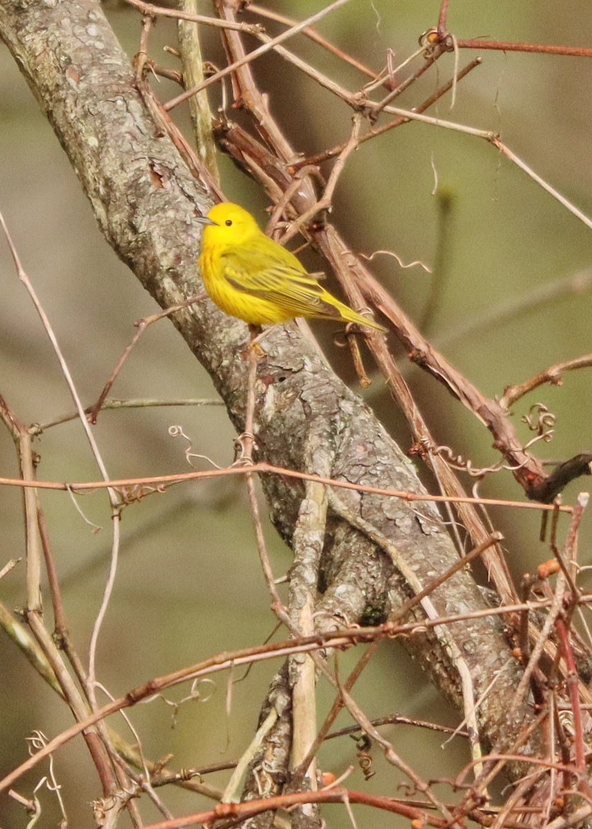 Yellow Warbler - Amy Comerford