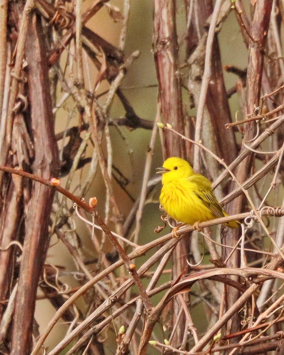 Yellow Warbler - Amy Comerford