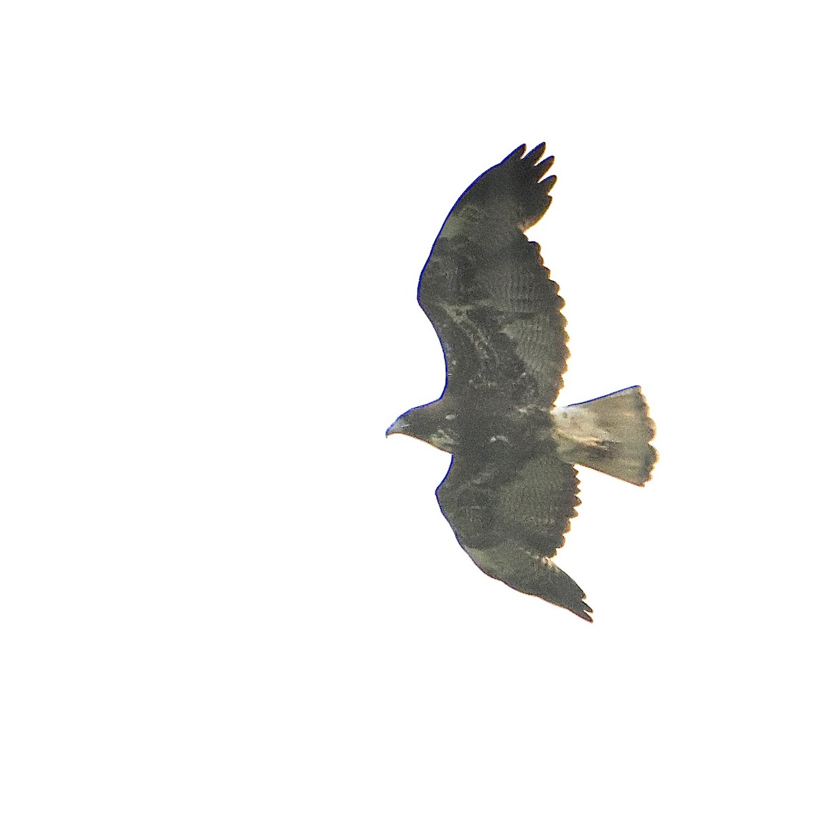 White-tailed Hawk - Dan Mendenhall