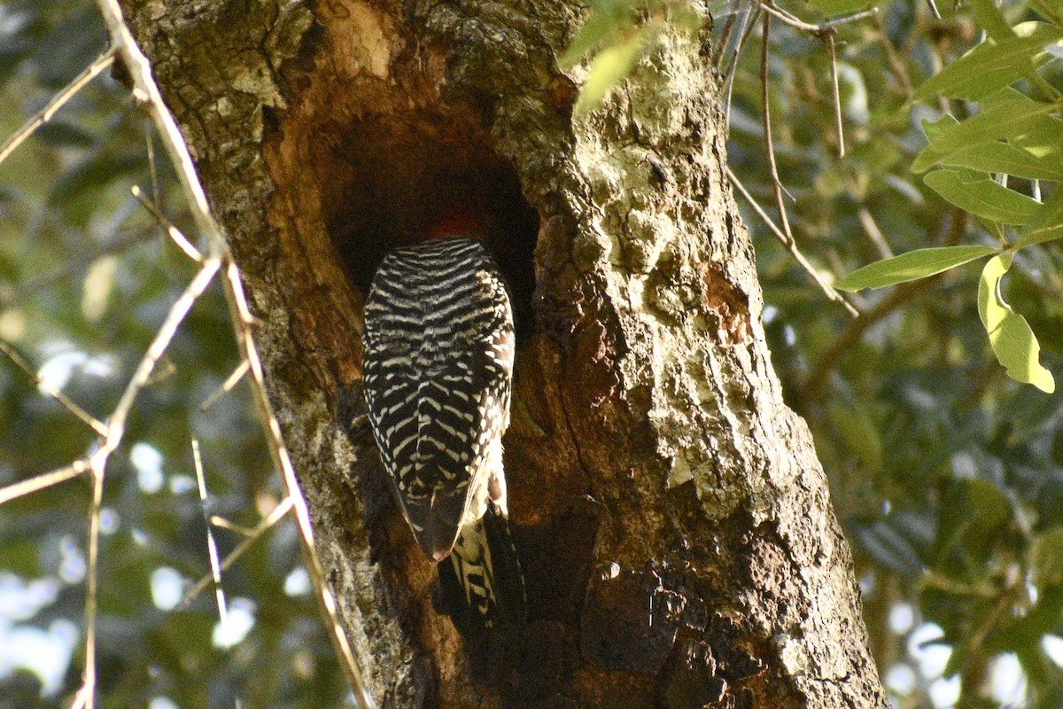 Red-bellied Woodpecker - ML618173238