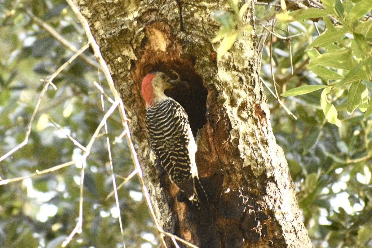 Red-bellied Woodpecker - ML618173239