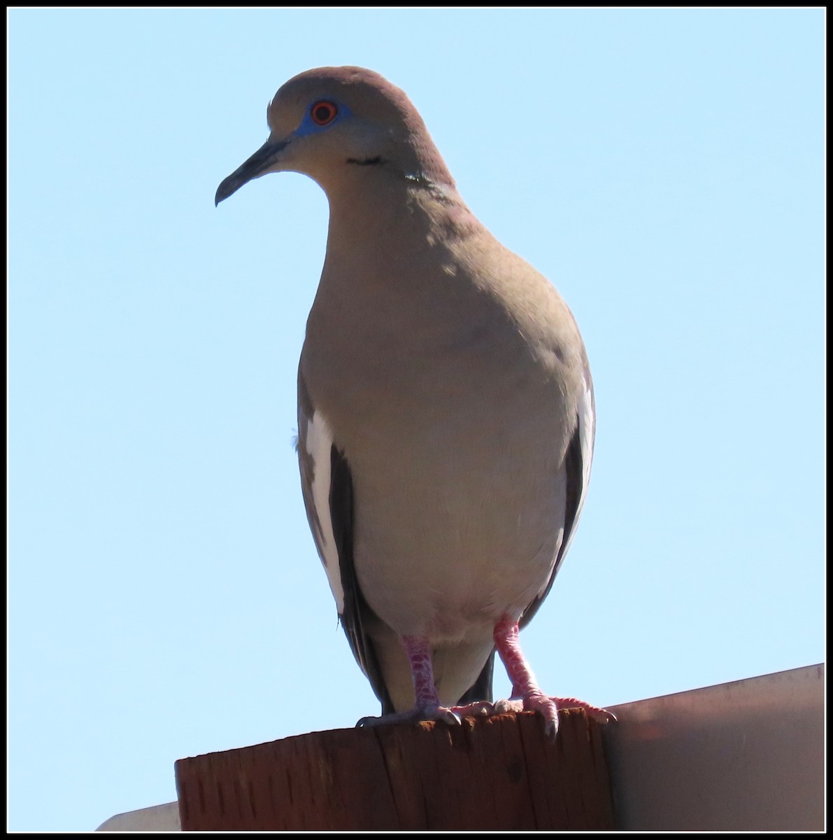 White-winged Dove - ML618173251
