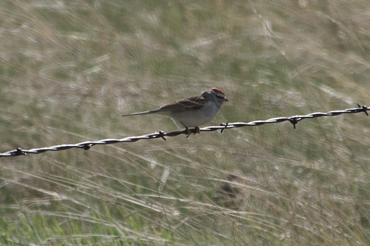 Chipping Sparrow - ML618173261