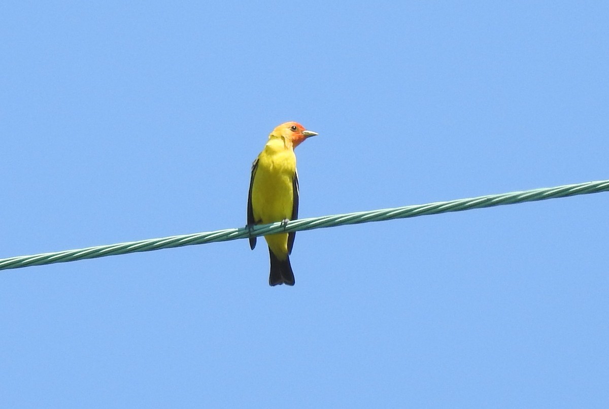 Western Tanager - ML618173263