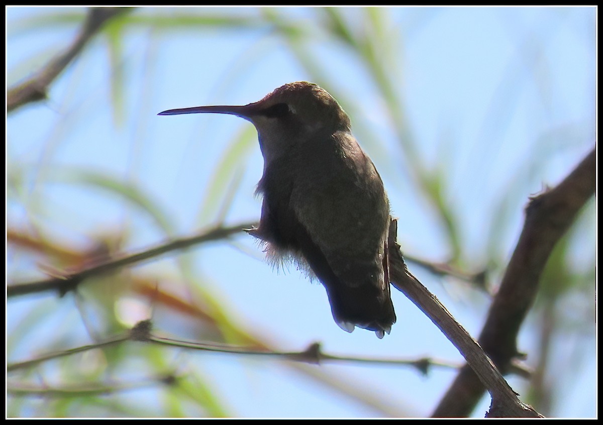Costa's Hummingbird - ML618173265
