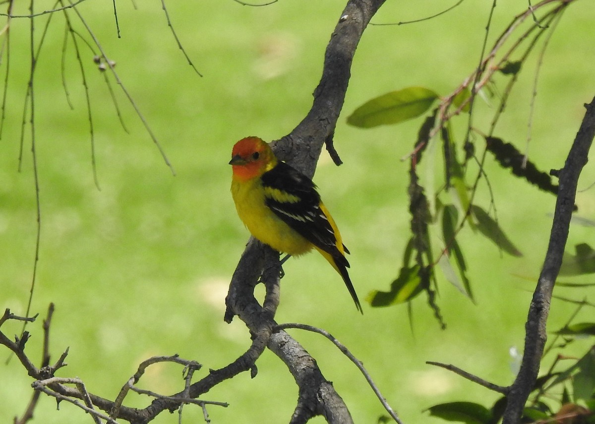 Western Tanager - ML618173273
