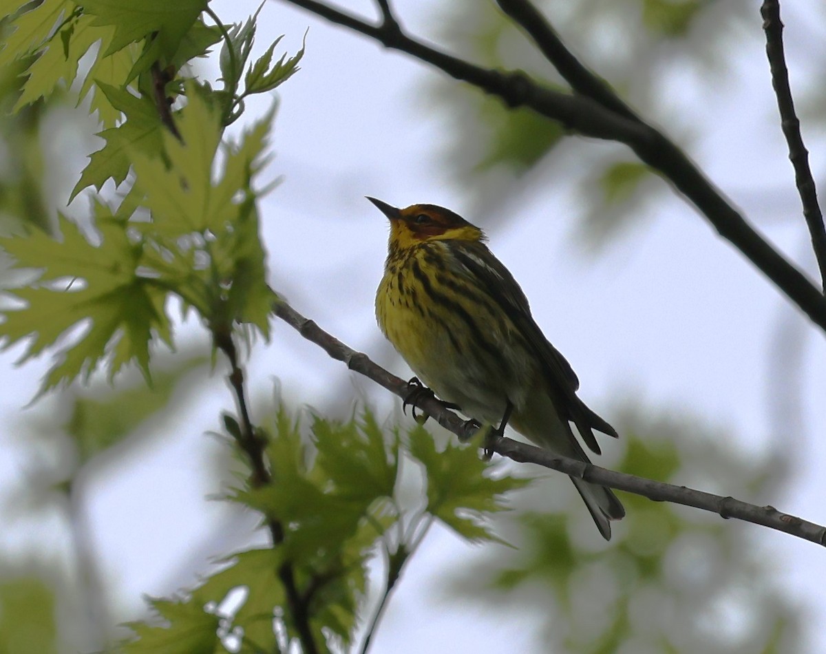 Cape May Warbler - ML618173306