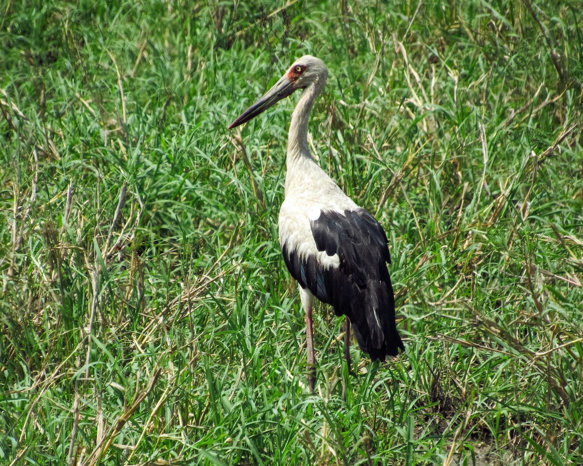 Maguari Stork - Pedro Jose Caldera