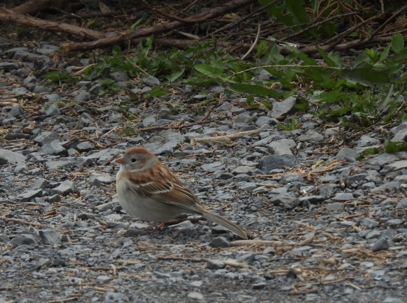 Field Sparrow - ML618173338