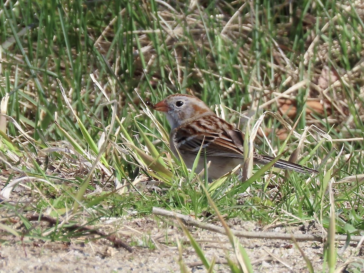 Field Sparrow - Marjorie Watson