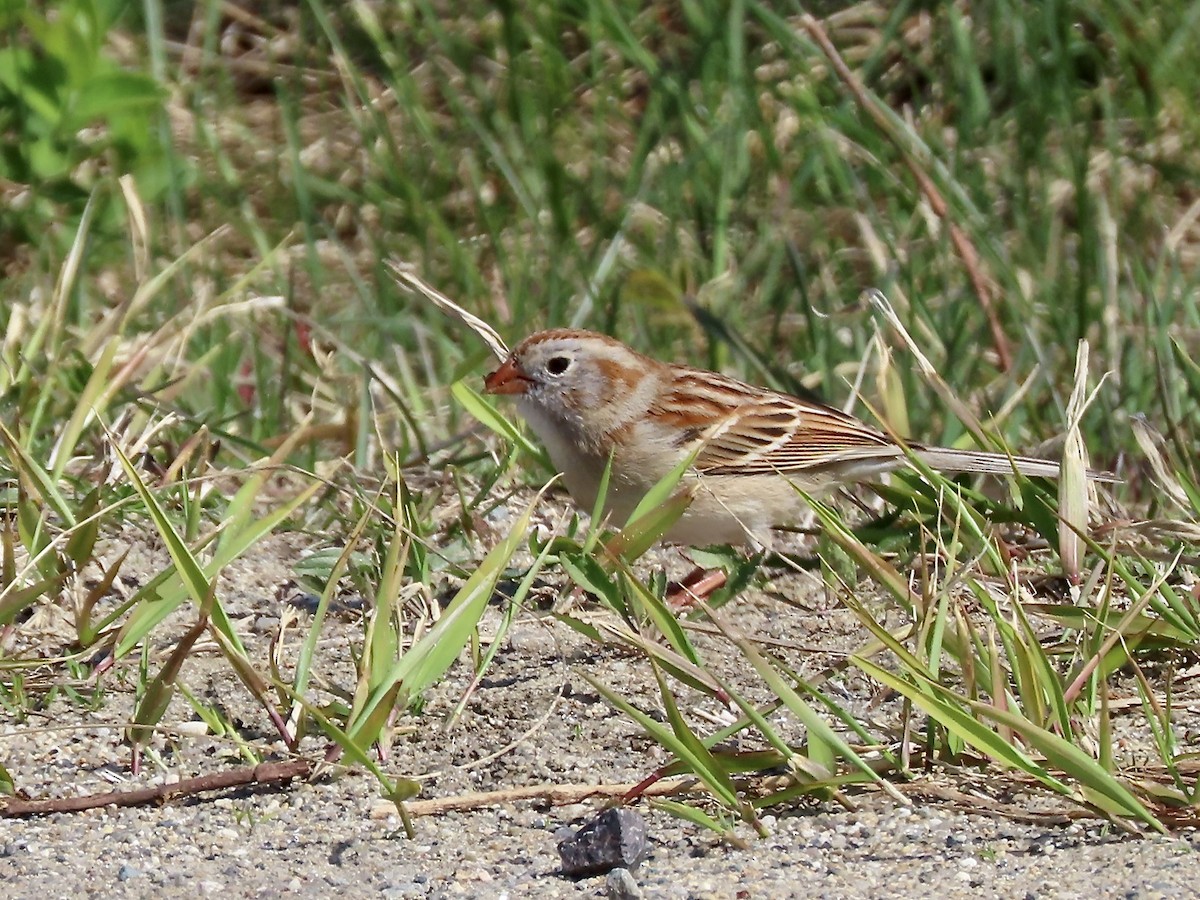 Field Sparrow - Marjorie Watson