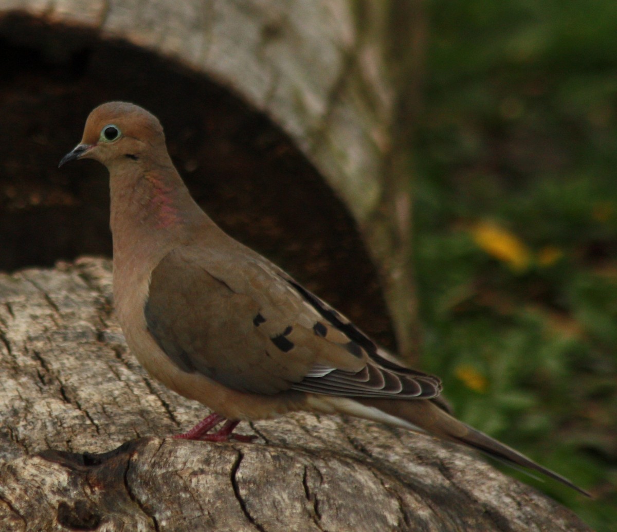 Mourning Dove - Cathy Cox