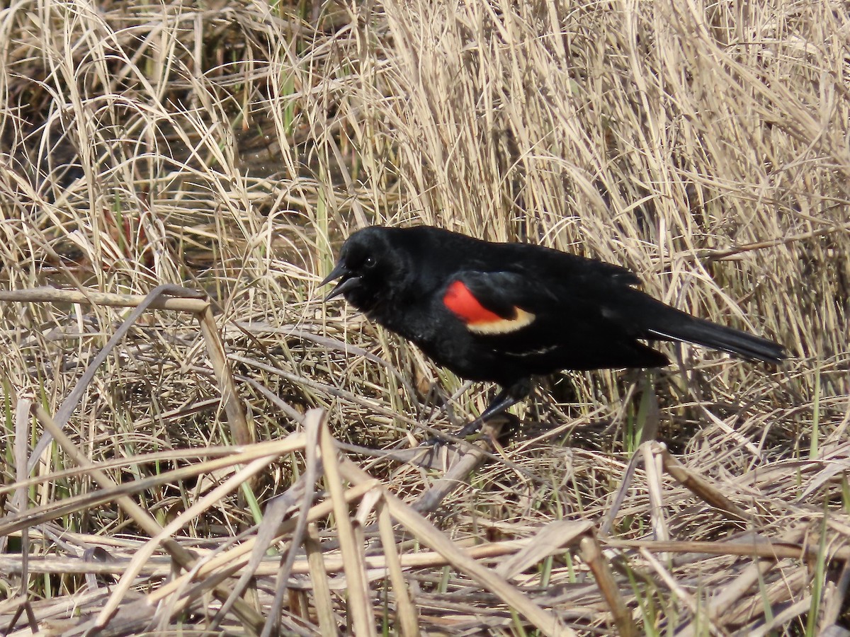 Red-winged Blackbird - ML618173413